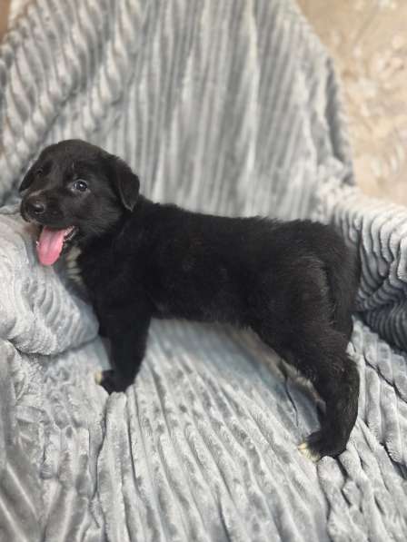 Щенки от мамы-овчарки в дар в Москве фото 6