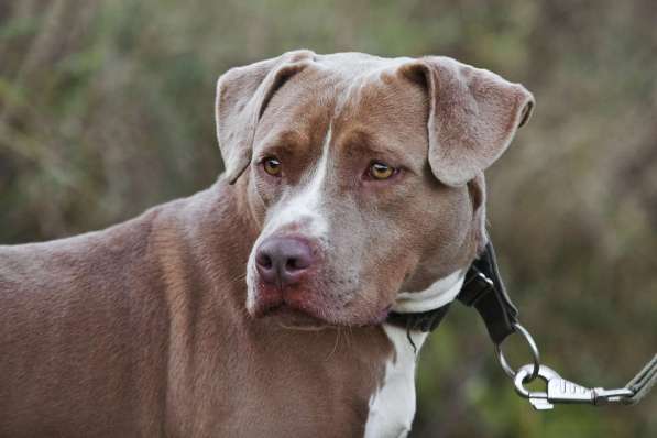 Молодая питбуль Бежа в дар в Москве