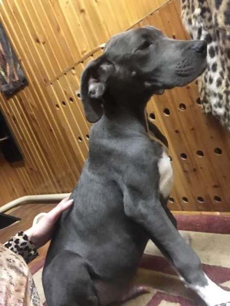 Собаки в Москве фото 4