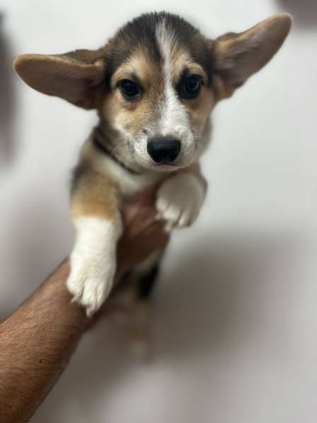 Щенок вельш-корги пемброк мальчик в Москве