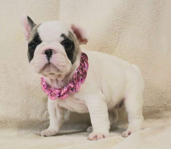 Щенки из питомника РКФ в Москве фото 9