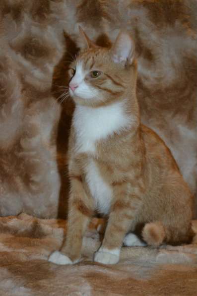 Отдам даром Красавчик Филя ищет дом в Санкт-Петербурге фото 4