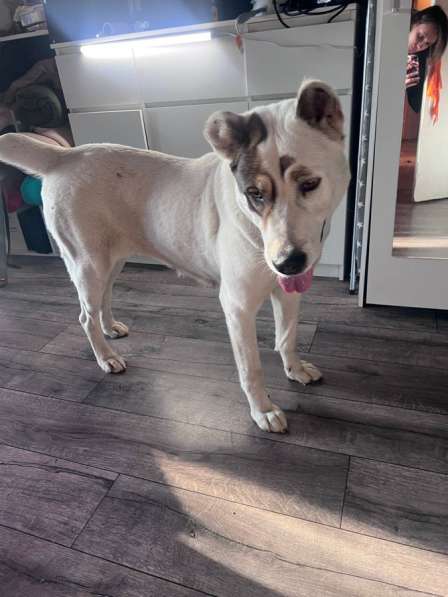 Ищу хозяина