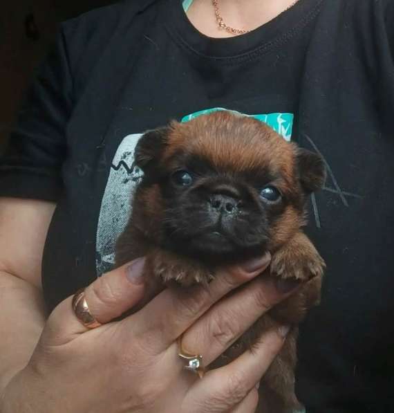 Рыжий мальчик пти-брабансон в Москве фото 4