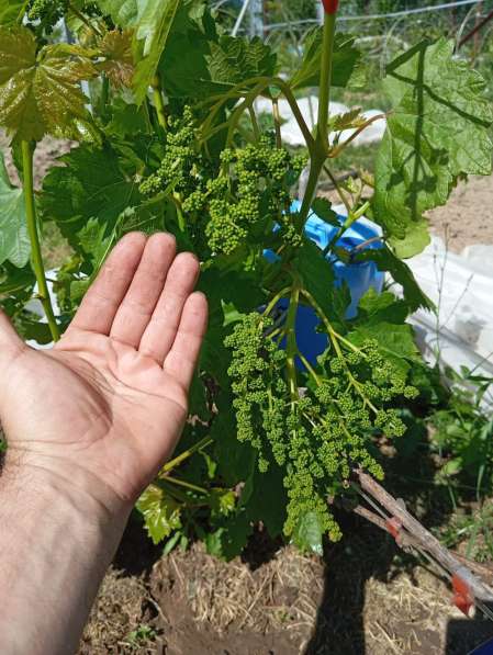 Саженцы винограда Южного Подмосковья в Чехове фото 29