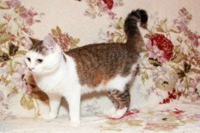 Отдам даром Скромная и нежная кошечка Буся в Санкт-Петербурге фото 4