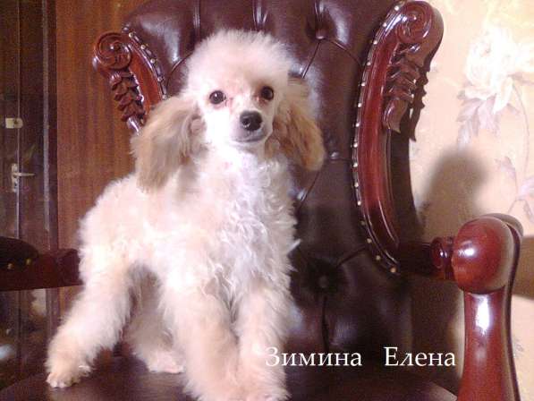 Девочка той-пуделя свветло абрикосового окраса в Москве