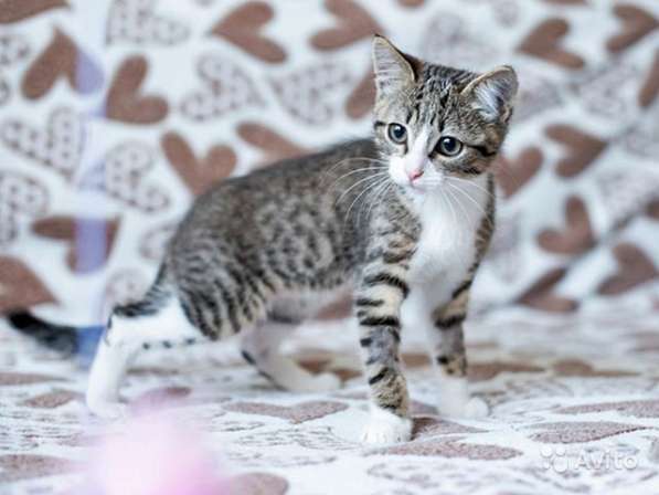 Полосатый позитив, чудесный домашний котенок Пайпер в Москве фото 7