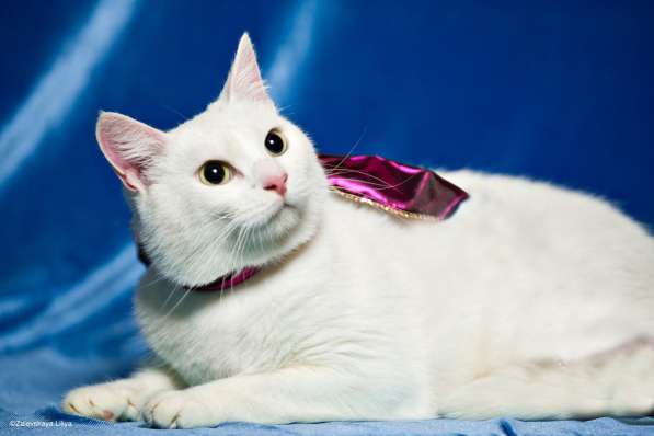 Белый котик Симба в дар, в добрые руки в Москве фото 3