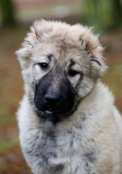 Щенки КАВКАЗСКОЙ ОВЧАРКИ в Калининграде фото 3