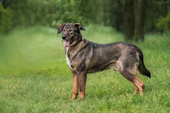 Надёжный Друг Курт ищет семью в Москве фото 35