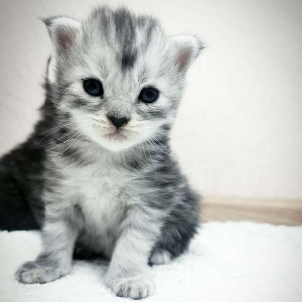 Котенок мейнкун родился 14 февраля 2021 в фото 3