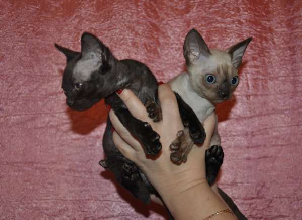 Девон Рекс -Дивные котята (Девонширские эльфы) в Москве фото 6