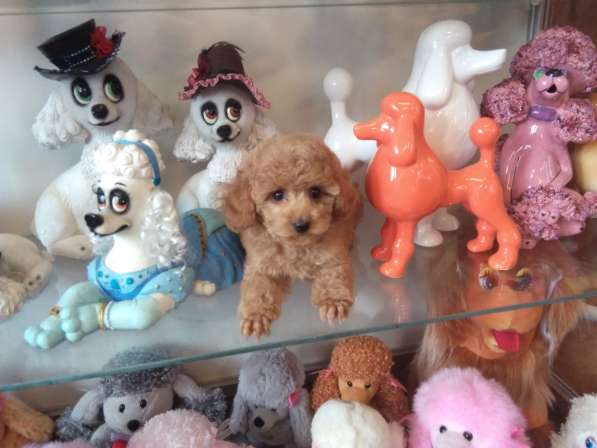 Очаровательные щенки миниатюрного и той-пуделя в Москве фото 8