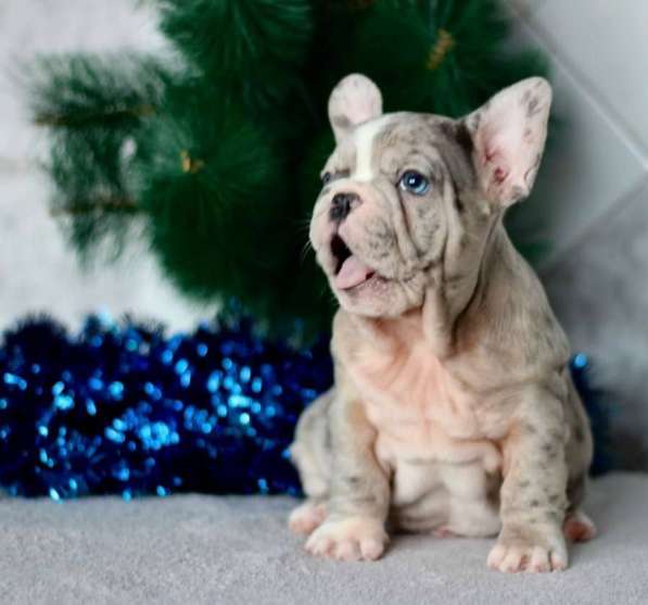 French bulldog. Blue eyes merle boy в фото 3