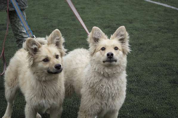 Небольшой как игрушечка пёсик в Санкт-Петербурге фото 22