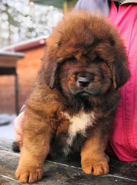 Щенки Тибетского мастифа. 100 Китай в Дмитрове фото 12