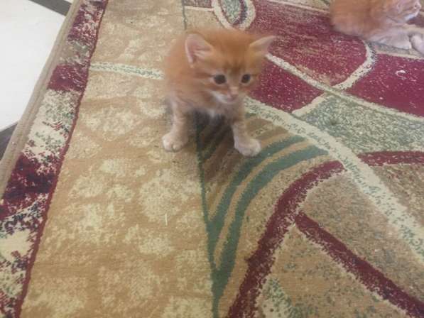 Отдаём котят в фото 5