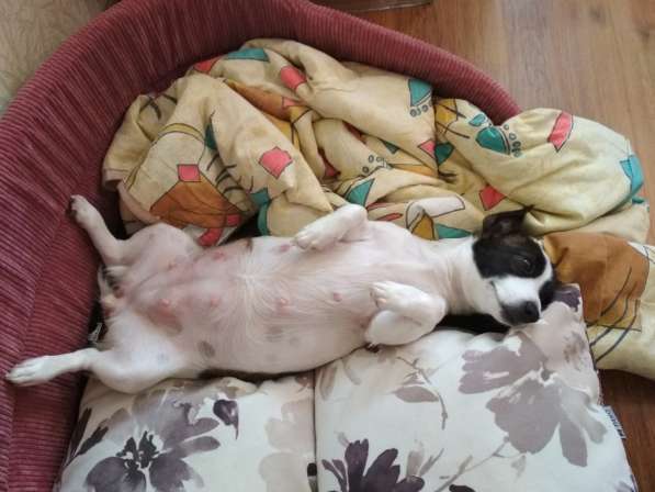 Продажа щенков в Севастополе фото 7