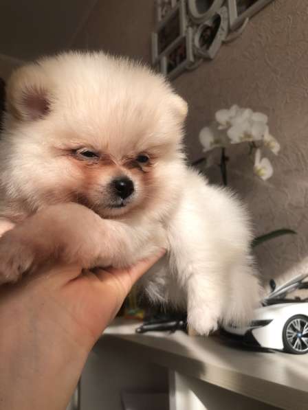 Продаются щенки шпица в фото 18