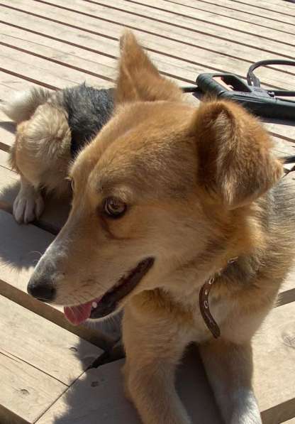 Милая маленькая собачка ищет дом в Санкт-Петербурге фото 21