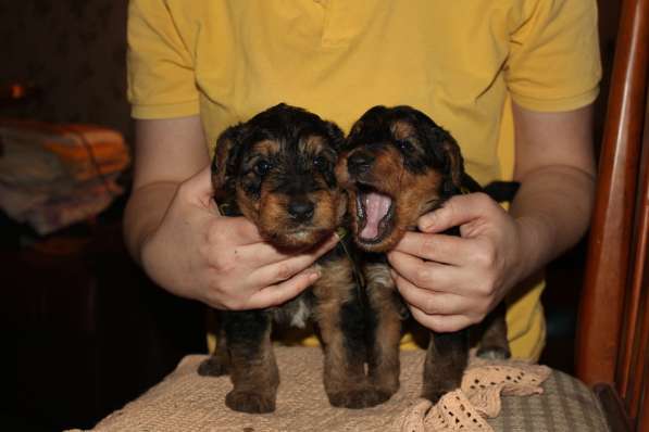 Щенки Эрдельтерьера в питомнике в Тюмени фото 16