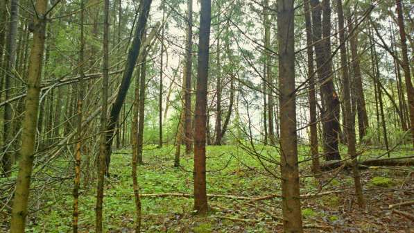 Участок 22 сотки, ИЖС, коммуникации, со своим еловым лесом в Смоленске фото 13
