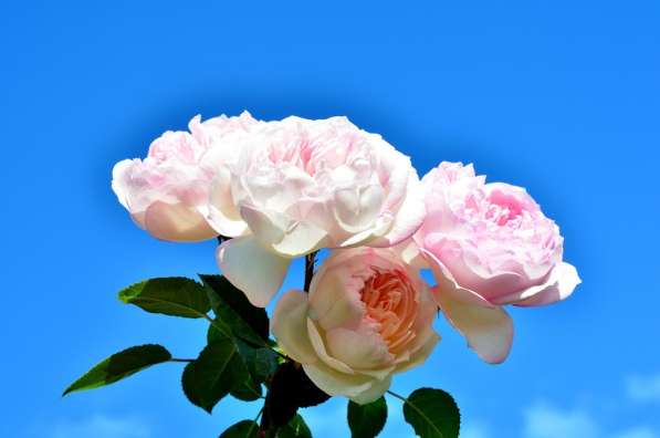 Саженцы роз в Ряжске фото 3