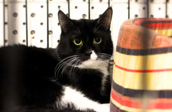 Застенчивый Сапфир надеется на встречу с хозяином в Москве