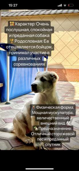 Среднеазиатская овчарка алабай. Чистокровная