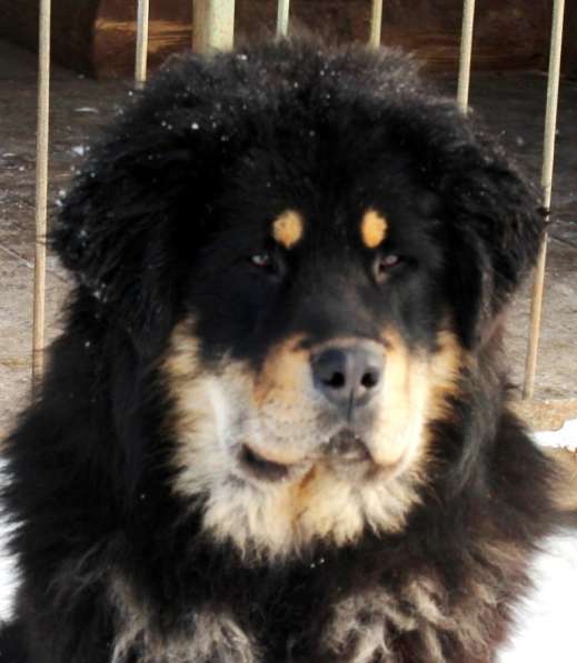 Тибетский мастиф - лучший страж на территории в Москве фото 119