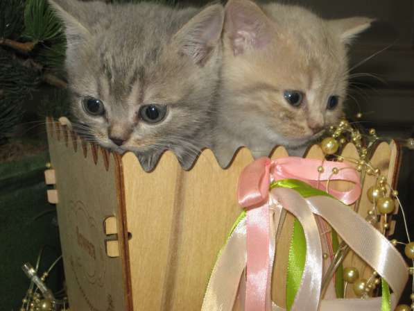 Котята шотландской породы в Самаре фото 16