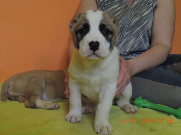 Щенки алабайчики в фото 5