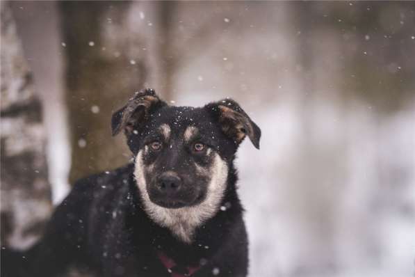 Добрый парень Роберт в добрые руки в Москве фото 11