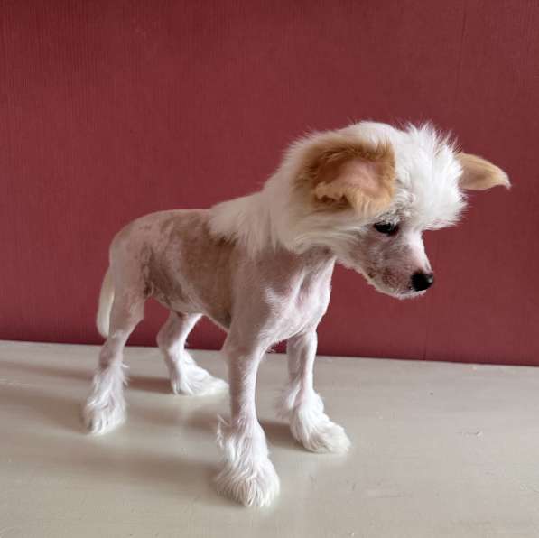 Продам щенков Китайской хохлатой собаки в Сызрани фото 4