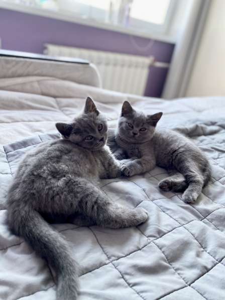 Шотландские плюшевые котята в Москве фото 8