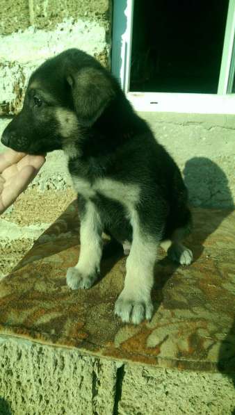 Продаются щенков ВЕО в Евпатории фото 28