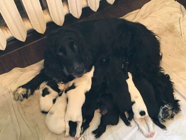 Щенки кокер спаниеля в Саратове фото 8