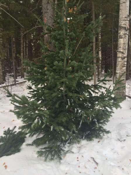 Срезанные новогодние живые сосны, ели в Очере фото 18