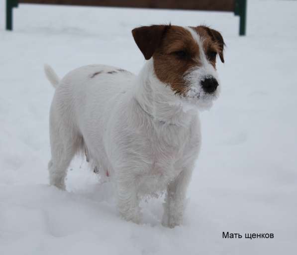 Джек рассел щенки в Санкт-Петербурге