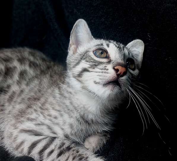 Bengal kitten f2 from Asian leopard cat