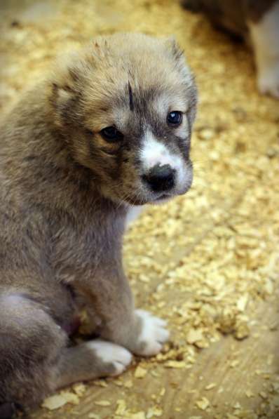 Щенок Среднеазиатской овчарки в Новосибирске фото 20