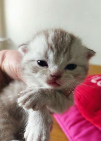 Продам двух шотландских вислоухих котят. Родословнач в фото 12