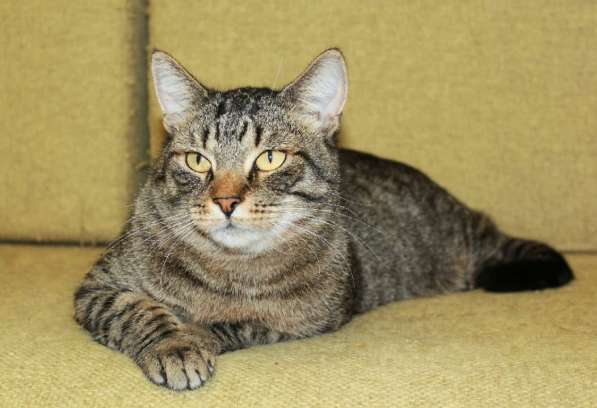 Тигран Потапыч, настоящий полосатый кот. В добрые руки в Калуге фото 5