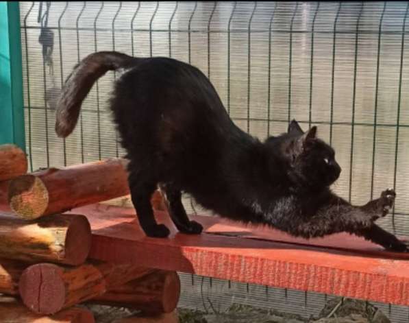 Воспитанный златоглазый котофей в Санкт-Петербурге фото 19