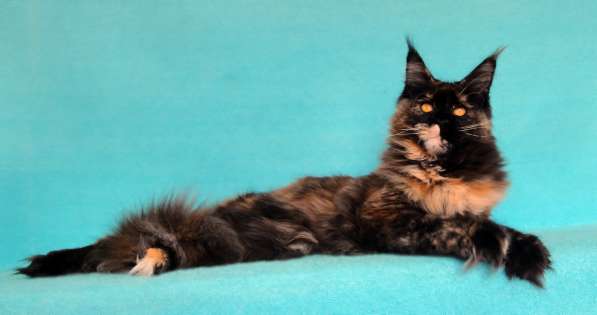 Апельсинки к Новому Году в Рязани фото 125