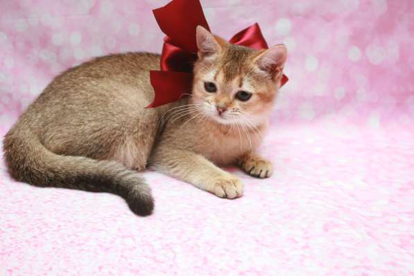 Кошечка Чара в Лобне фото 14