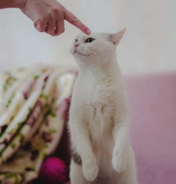 Чудо кошка в добрые руки в Санкт-Петербурге фото 3