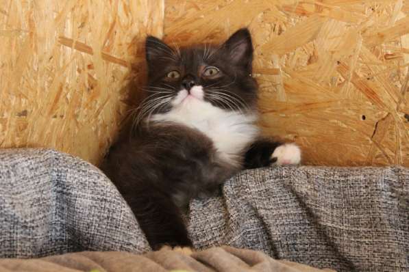 Зеленоглазая нежная красавица-кошка в Санкт-Петербурге фото 28