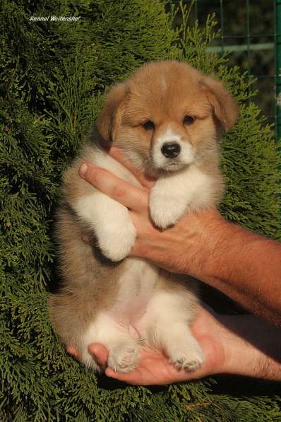 Щенки вельш корги пемброк из питомника в Москве фото 25